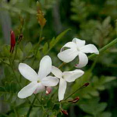 گل یاس سفید